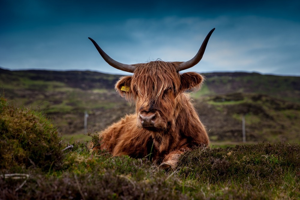 highlands famille enfants