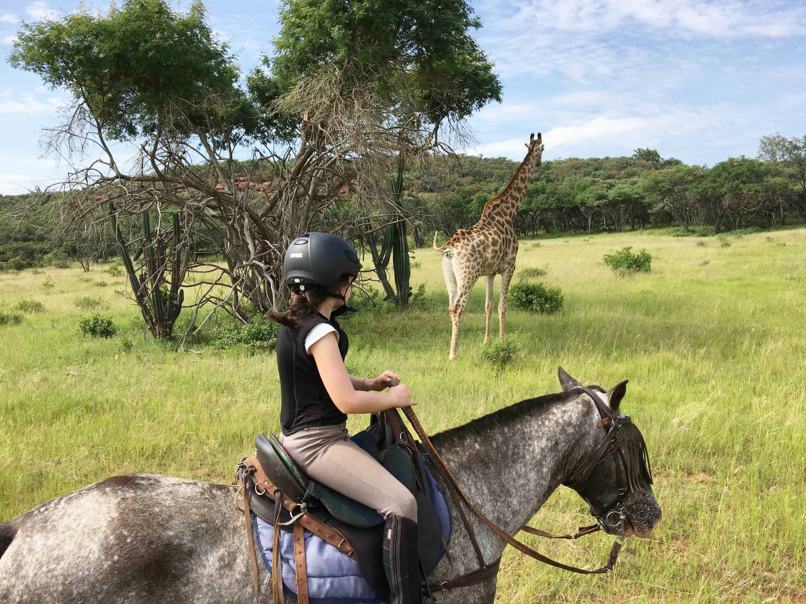 safari cheval famille afrique du sud